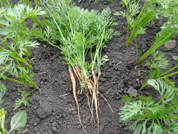 Чтобы морковь росла ровной: правила посевов и поливов